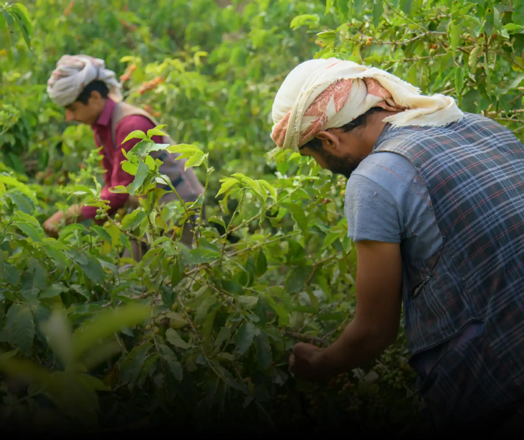 Harazi Coffee Collection