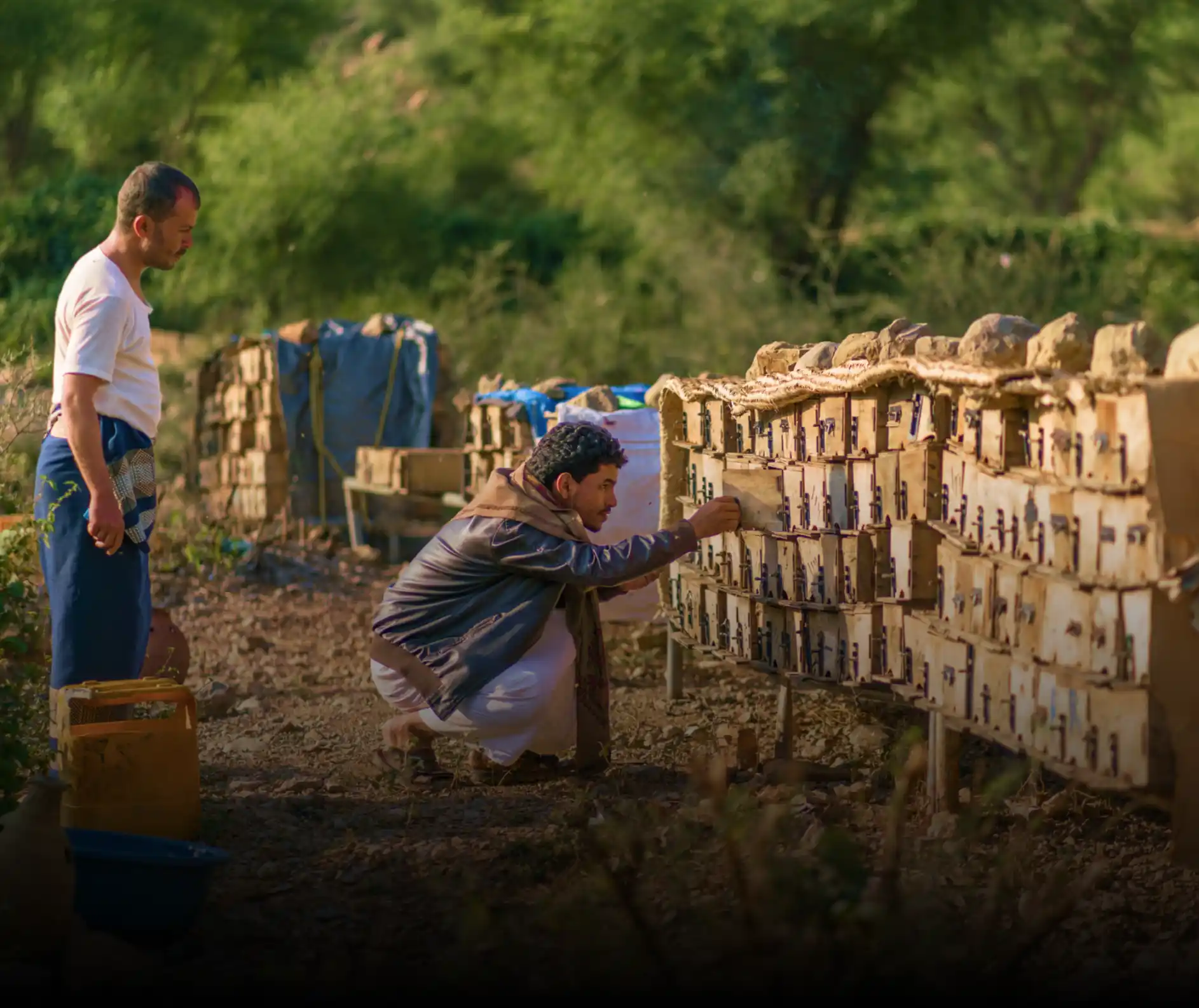 Sidr Honey from Yemen