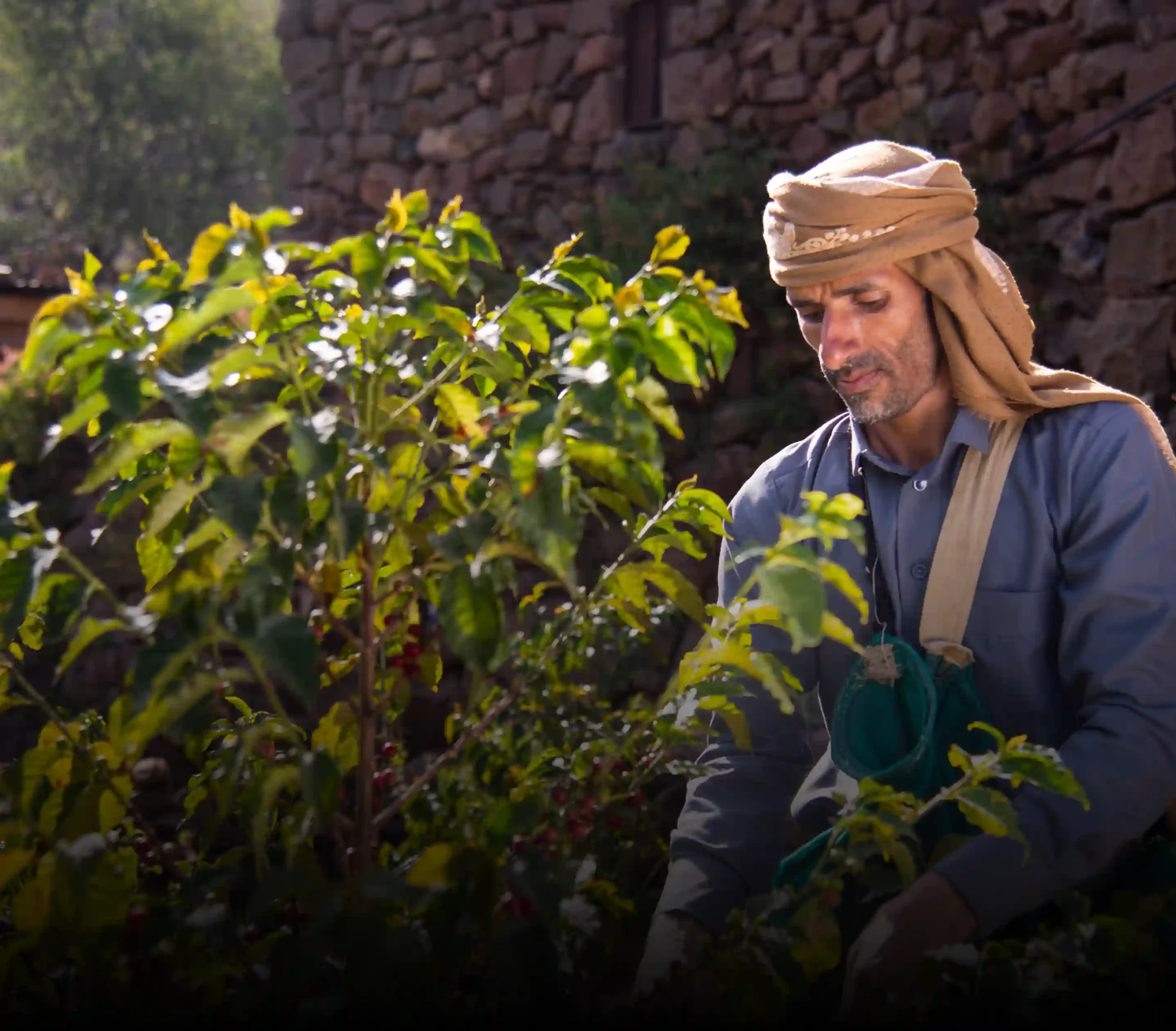 Harazi Coffee Collection