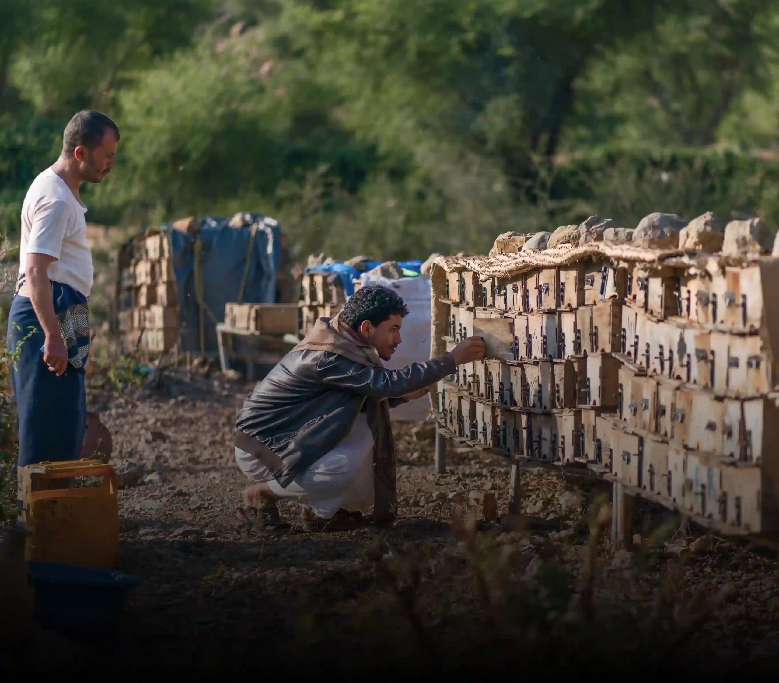 Sidr Honey from Yemen