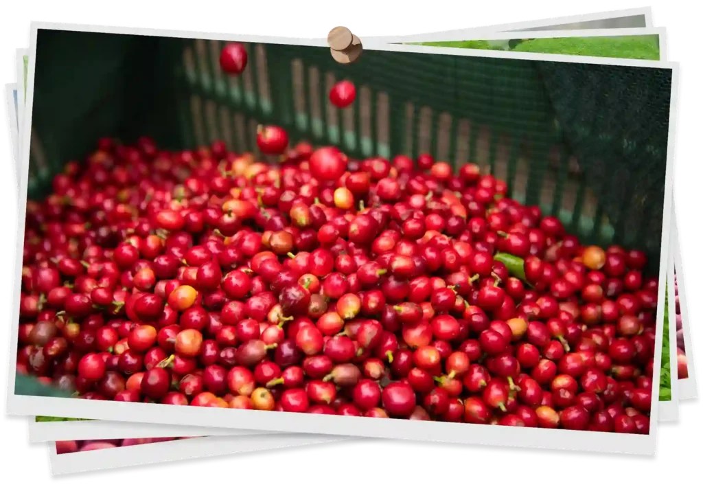 coffee image