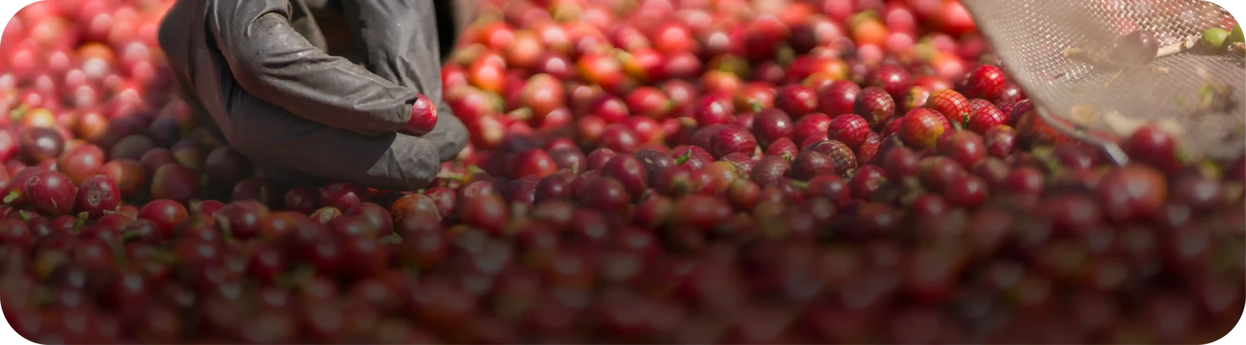 Coffee banner