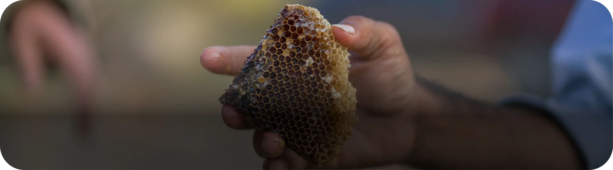 Honey banner