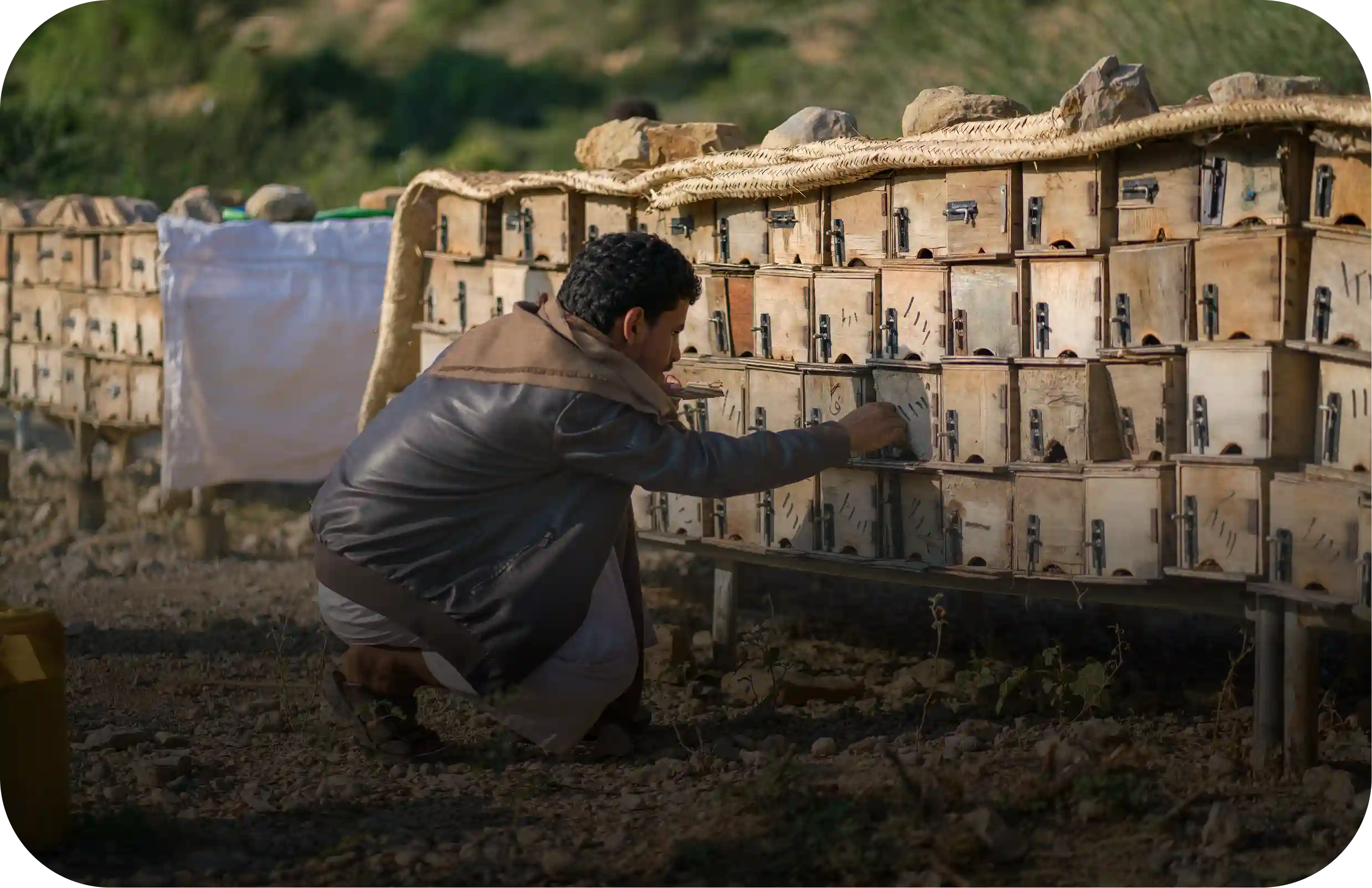 honey bee